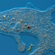 Illustration for article titled Amoebas Are Still More Intelligent Than Our Most Powerful Computers